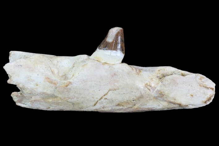 Archaeocete (Primitive Whale) Jaw Section - Basilosaur #89257